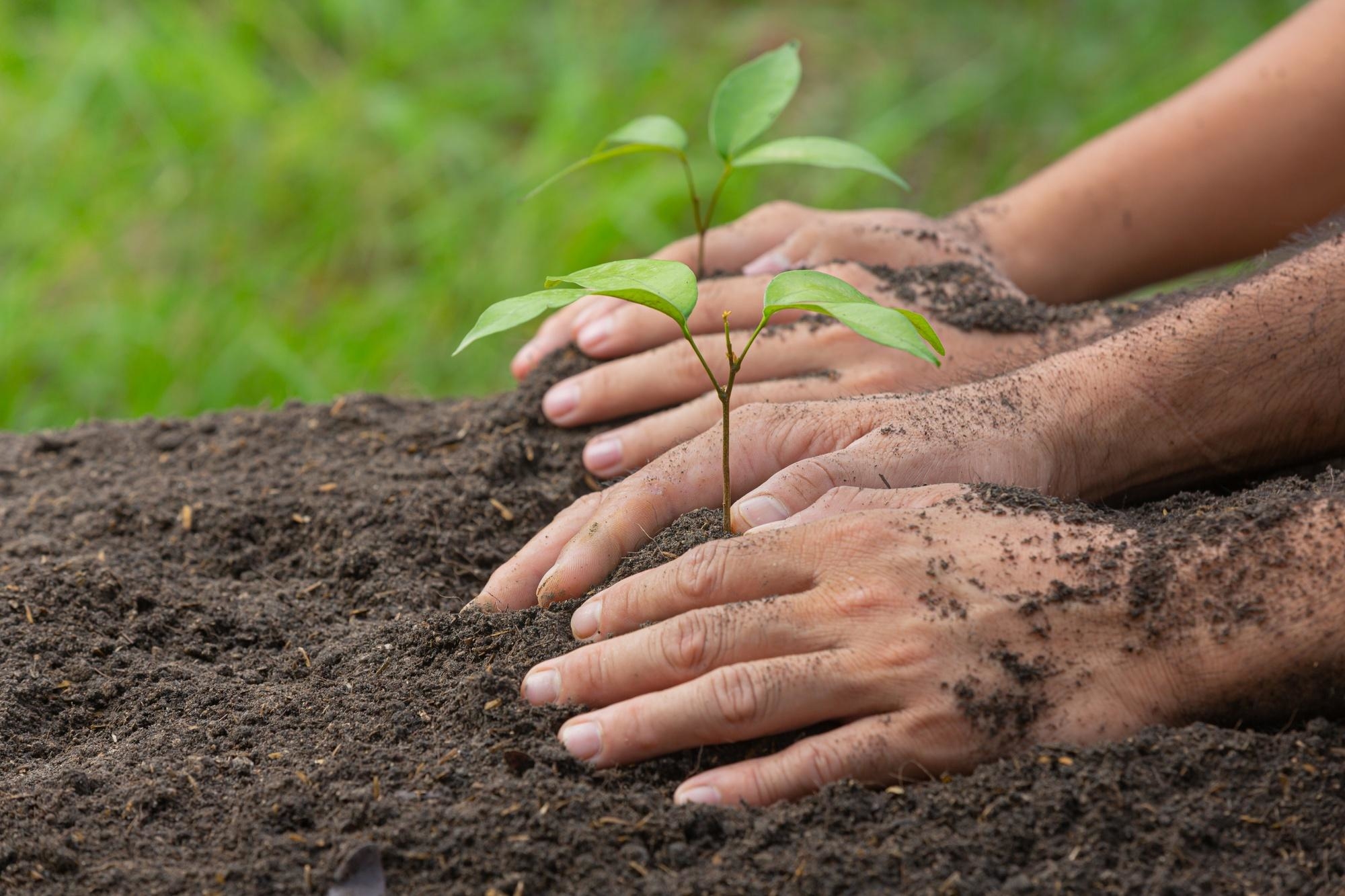 Vente de plants Bio