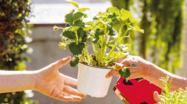 Les Willeroiseries organisent leur premier "Troc plantes "