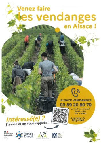 VENDANGES