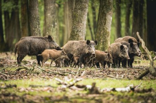BATTUES DE CHASSE